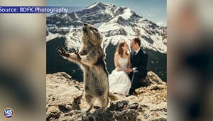 Squirrel Photobombs Wedding Photo
