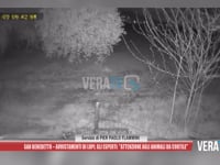 San Benedetto - Avvistamenti di lupi, gli esperti: "Attenzione agli animali da cortile"
