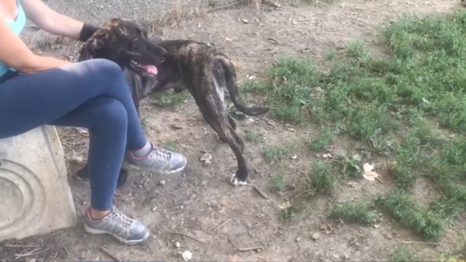 Centinaia di segnalazioni allo ‘sportello maltrattamenti’ della Lav di Bologna, più di 30 animali salvati