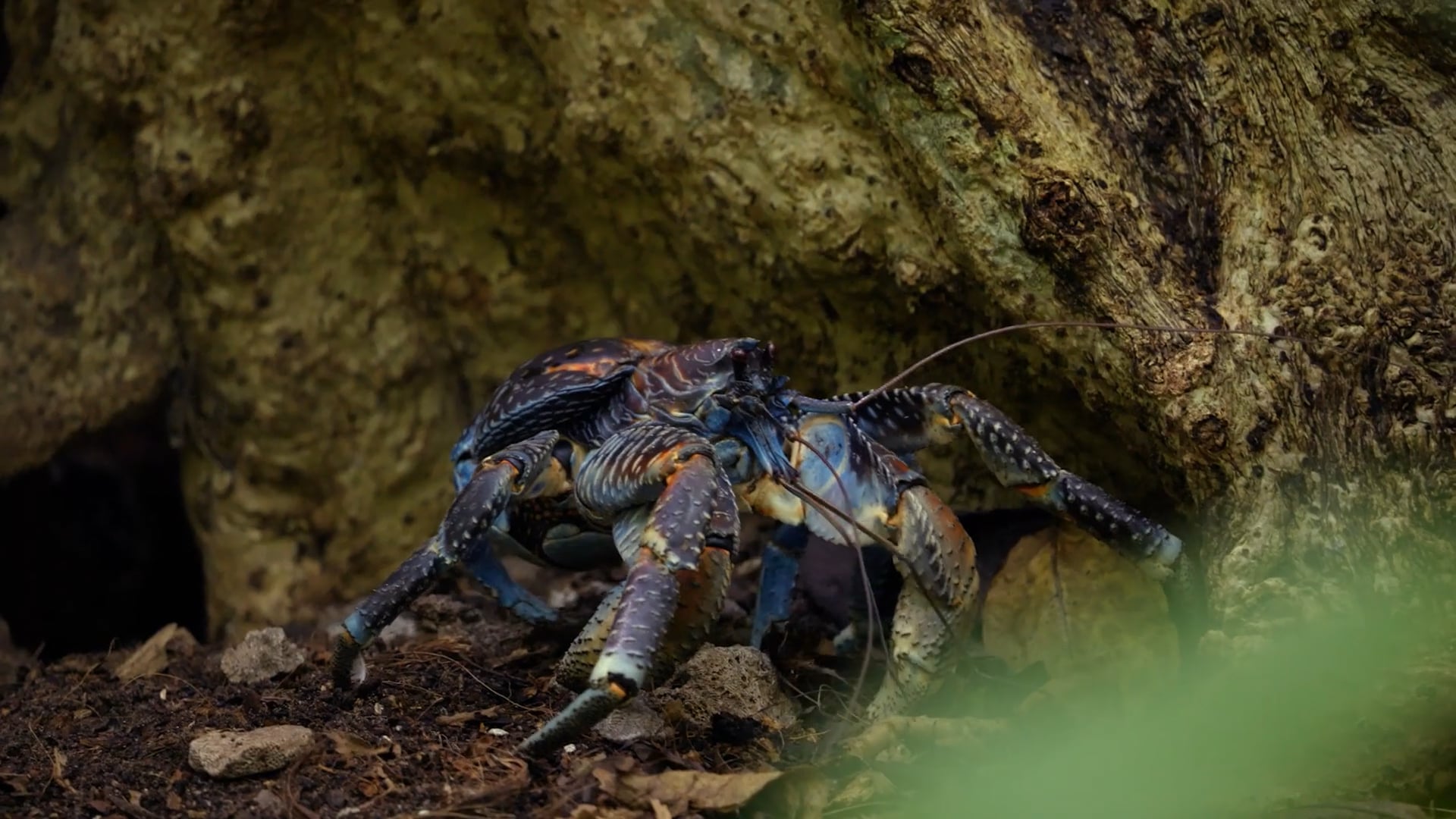 Tetiaroa's Return of the Crabs
