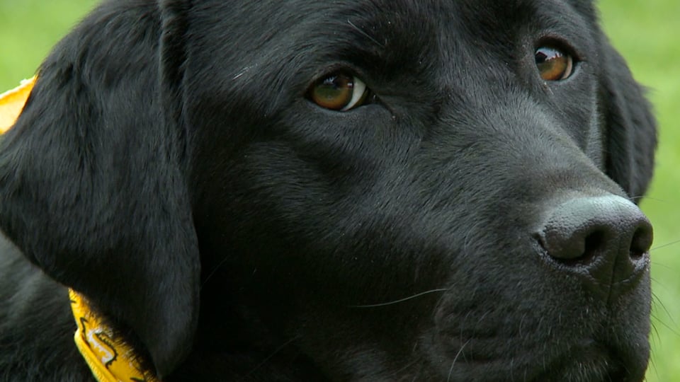 Black Dog Club - Black Dog Syndrome