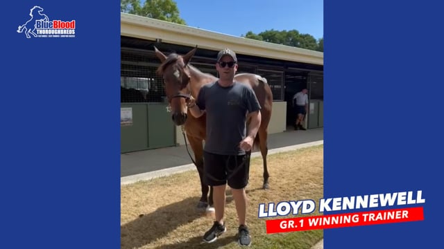 Toronado x Crystal Rock Filly LLOYD