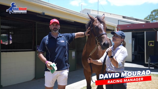 Toronado x Crystal Rock Filly DAVID MOURAD