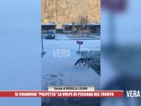 Arquata del Tronto - Si chiamerà "Polpetta" la volpe di Pescara