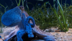 Octopi SMACK Fish For Fun