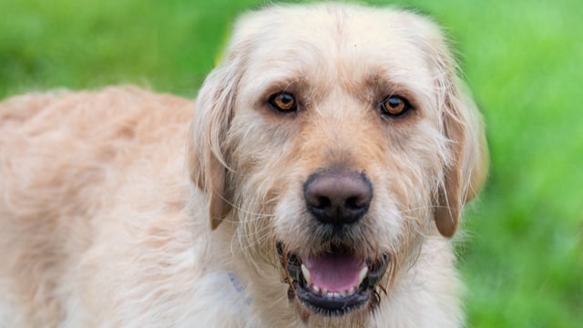 Enlarge Lake, a ADOPTABLE Goldendoodle in Elverta, CA video 1/3