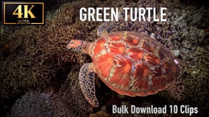 Green Turtle - Bulk Download Package 10 Clips