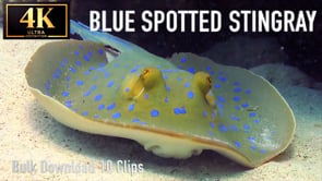 Blue Spotted Stingray - Bulk Download Package 10 Clips