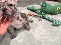 My personality & characteristics