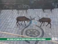 Due cervi lottano in pieno centro a Barrea, video virale