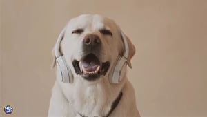 What Phrases or Words Do Your Dogs Know?