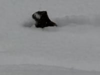 A snowy day reflection