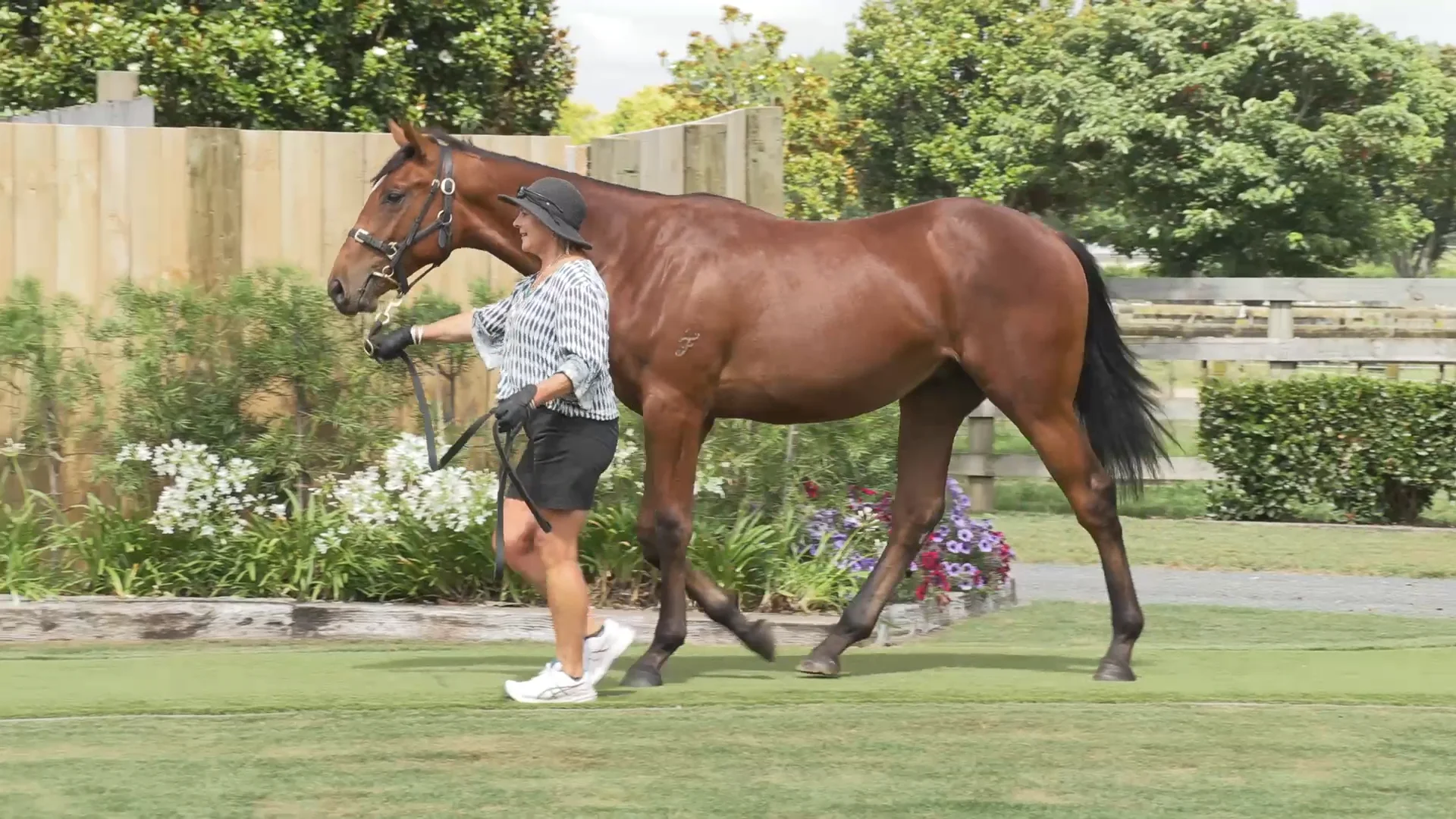 Lot 393 | Karaka 2026 - Book 1 | New Zealand Bloodstock