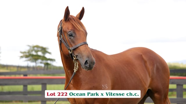 Lot 222