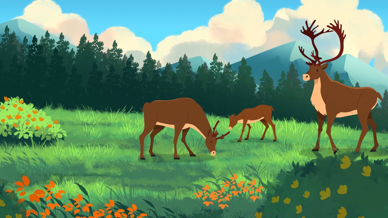 Woodland Caribou