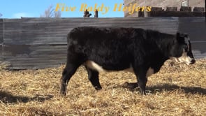 Lot #Comm Bred Heifers - Baldy Bred Heifers