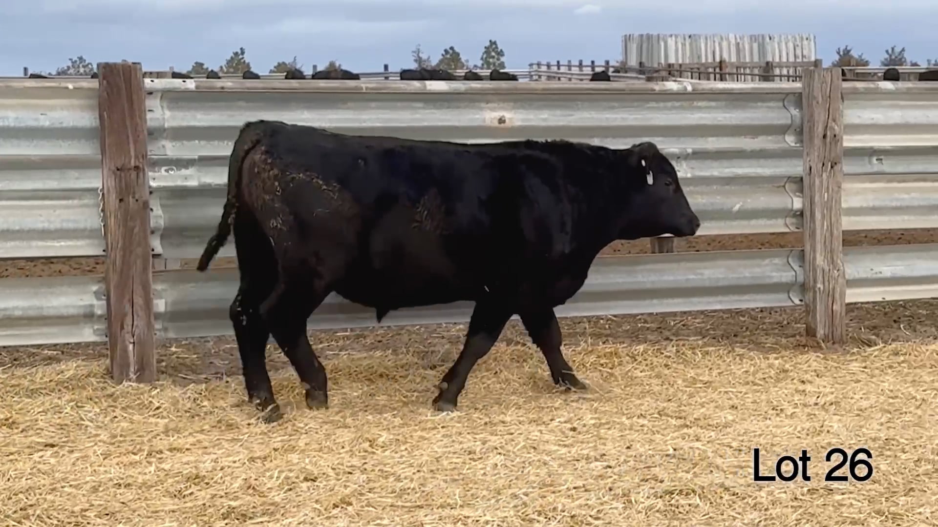 Lot 26 McConnell Jameson 428