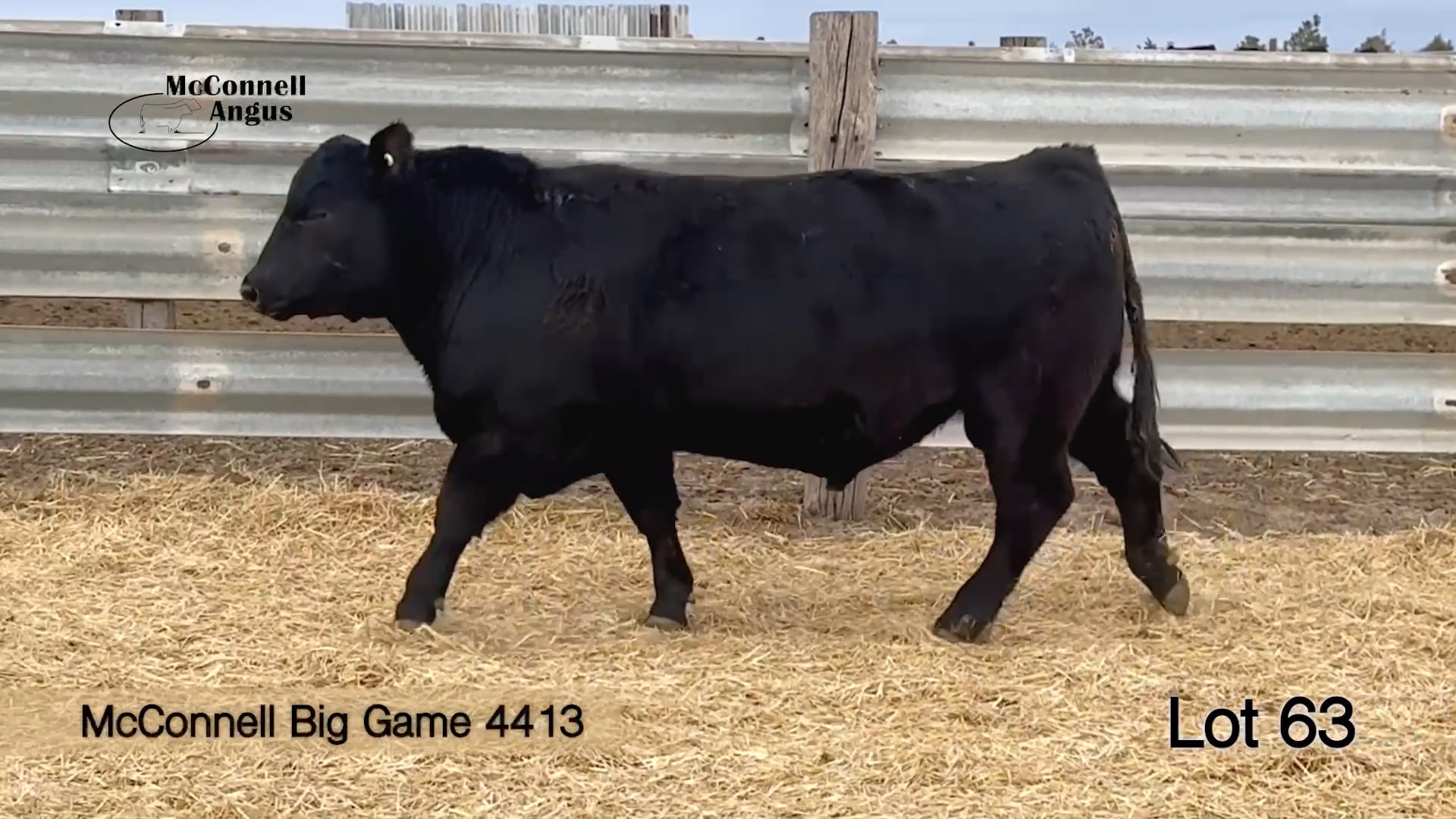 Lot 63 McConnell Big Game 4413