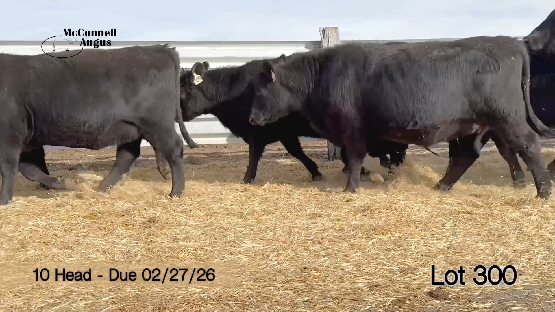 Lots 300-305 Commercial Bred Heifers