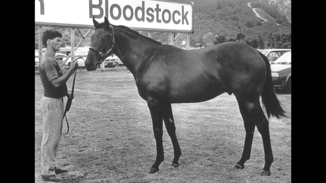 NZ's 100th National Yearling Sale | Haunui Farm