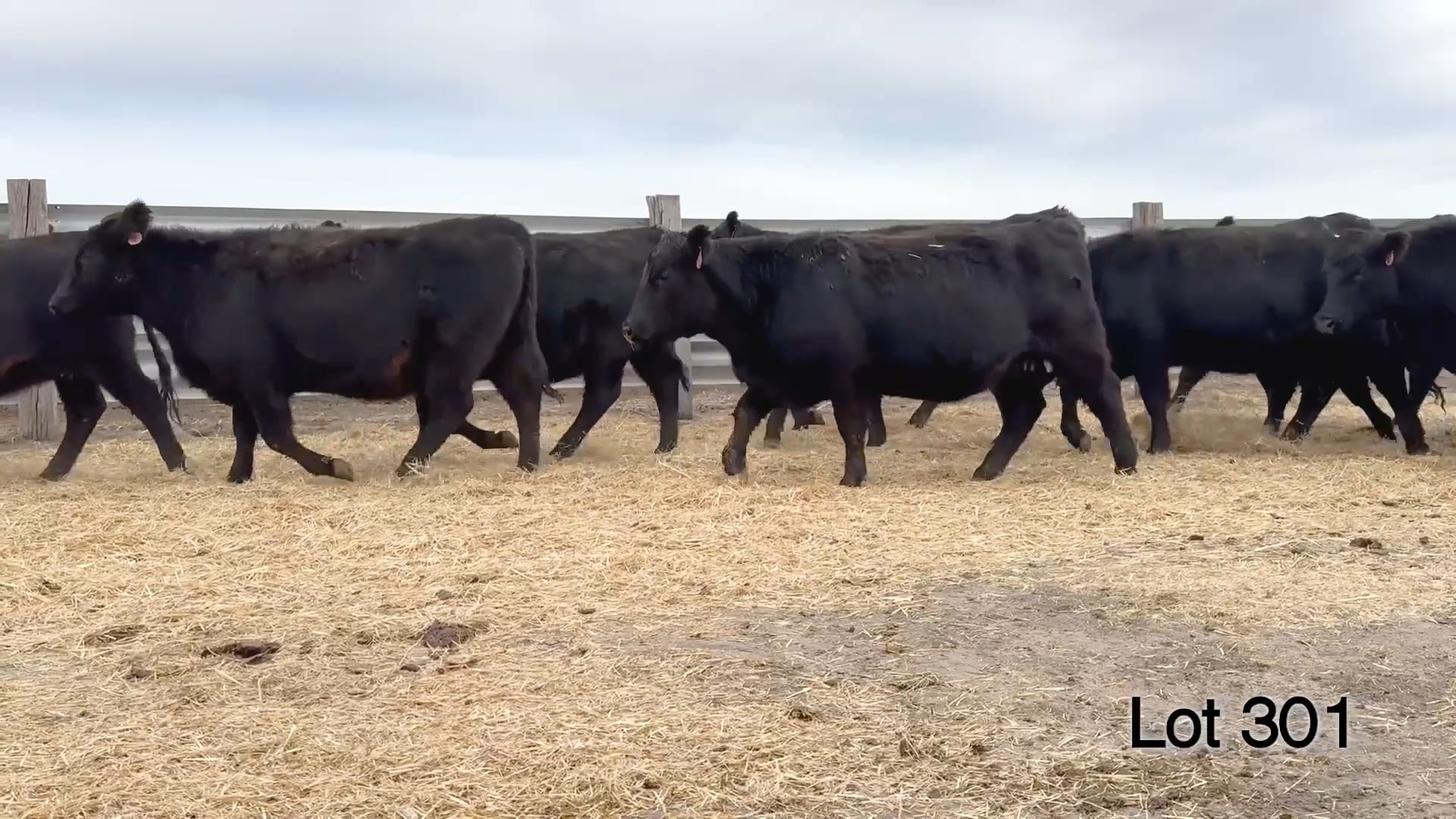 Lot 301 - Due 03/01/26