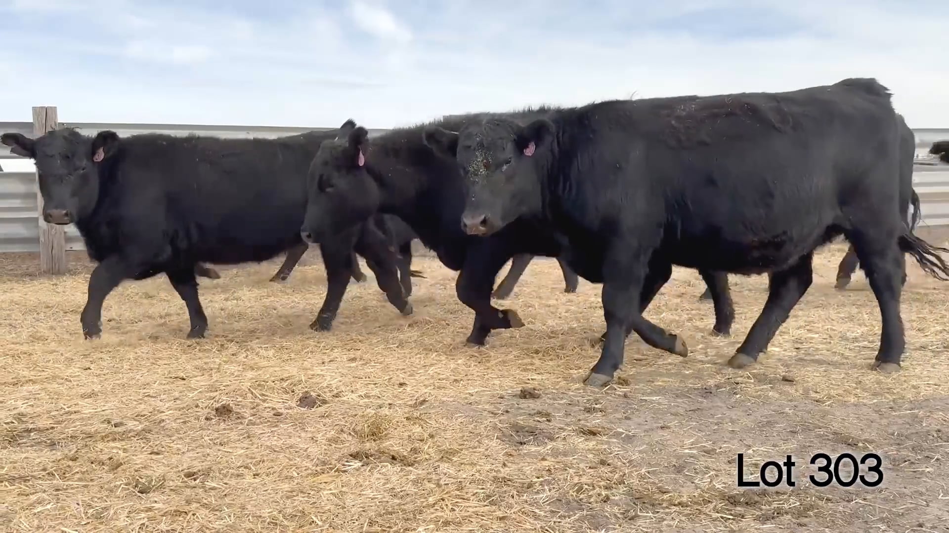 Lot 303 - Due 03/20/26