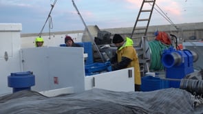 Tornada de la veda amb bona pesca però amb convocatòria de vaga general