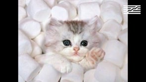 Vignette de la vidéo