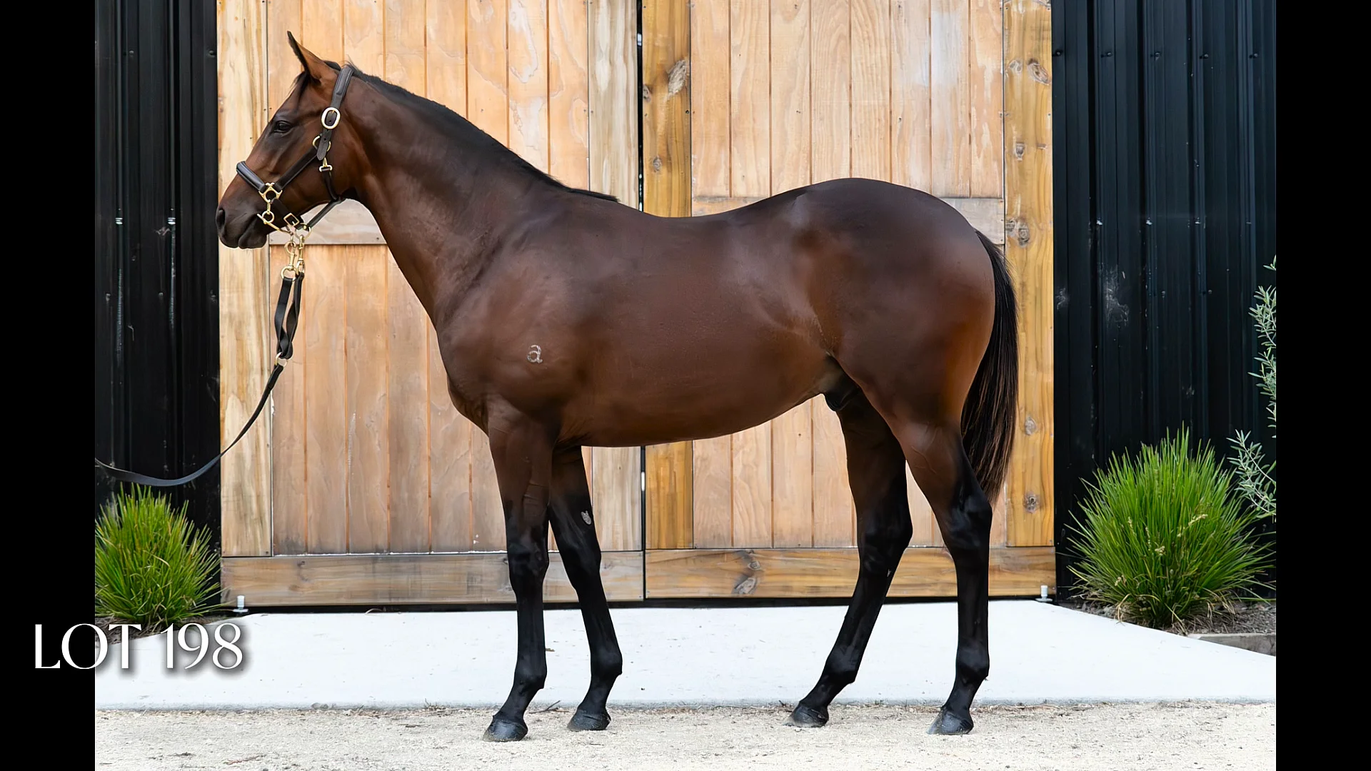 Karaka 2026 - Book 1 | New Zealand Bloodstock | Thoroughbred