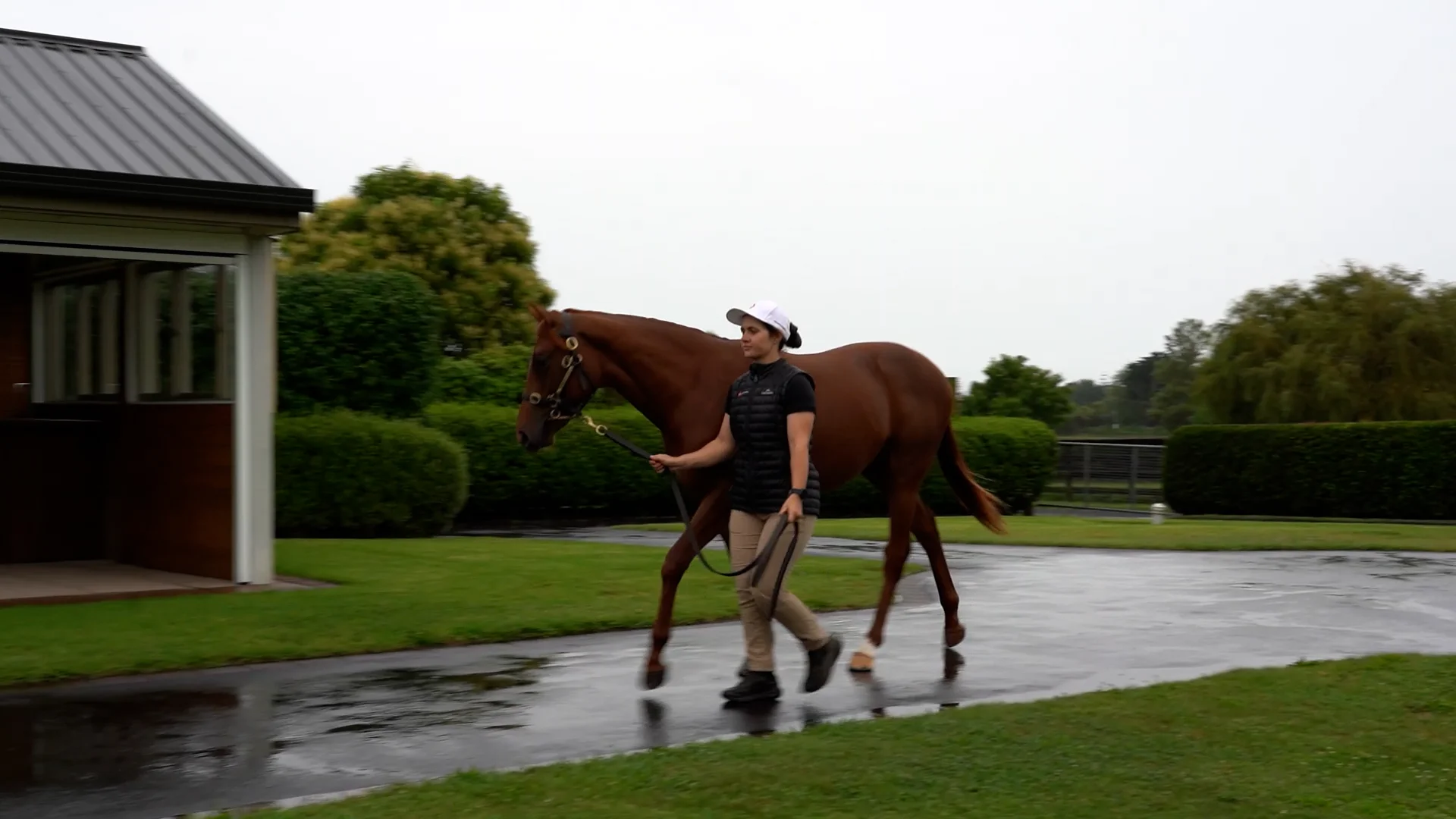Karaka 2026 - Book 2 | New Zealand Bloodstock | Thoroughbred