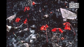 Vignette de la vidéo