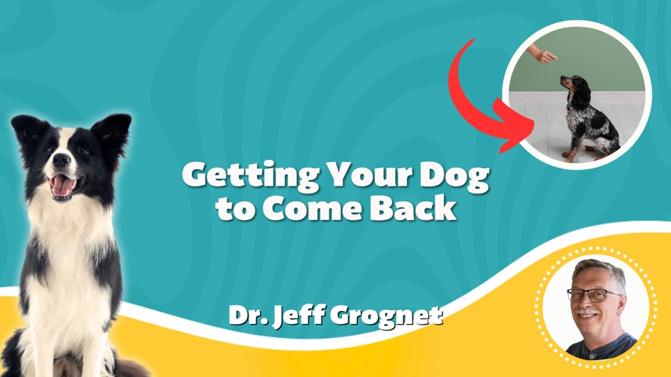 Getting Your Dog to Come Back