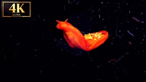 Underwater Short Film - Nocturnal Ocean 4K