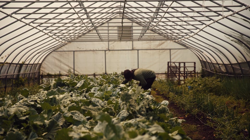 hoop house with kale and farmer