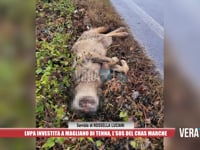 Magliano di Tenna - Lupa investita, l’Sos del Cras Marche