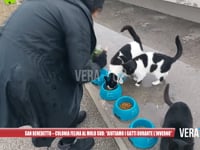 San Benedetto - Colonia felina al molo sud: "Aiutiamo i gatti durante l’inverno"