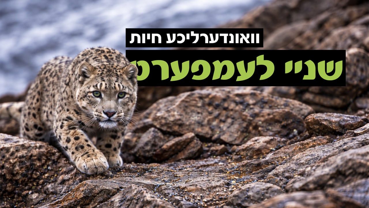 וואונדערליכע חיות - די שניי לעמפערט