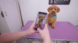Related Embedded Video Item Thumbnail