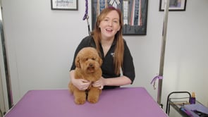 ⏩ FFW | Toy Poodle Ted-Fusion | 27 Minutes