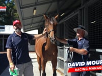 Farnan x Serious Satire Colt DAVID 1