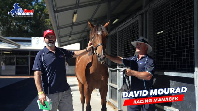 Farnan x Serious Satire Colt DAVID 1