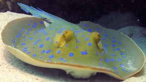 1813_Blue Spotted Ribbontail Ray close up