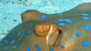 0273_blue spotted ribbontail ray eye close up
