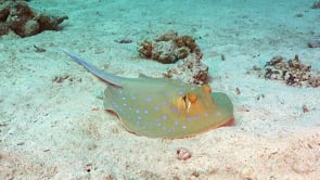 2277_Blue spotted ribbontail ray lying on sand
