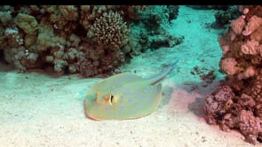 2276_Blue spotted ribbontail ray resting on sand