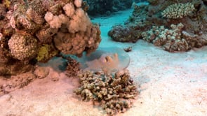 2275_Blue spotted ribbontail ray on coral reef