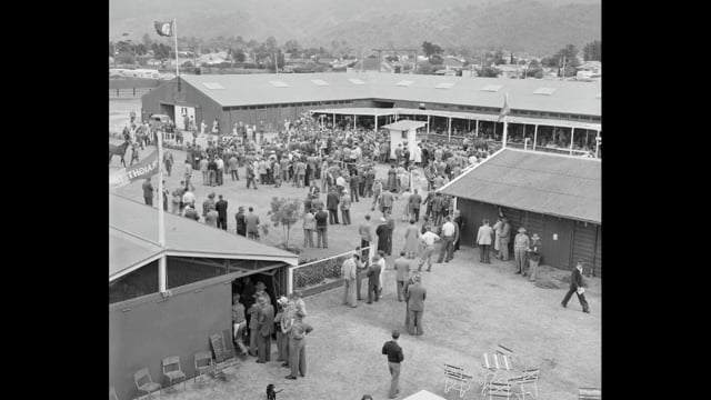 NZ's 100th National Yearling Sale | Windsor Park Stud