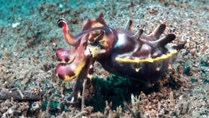 0555_flamboyant cuttlefish changing color