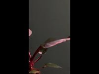 Philodendron Pink Princess M