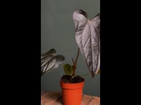 Anthurium Queen of Hearts-video